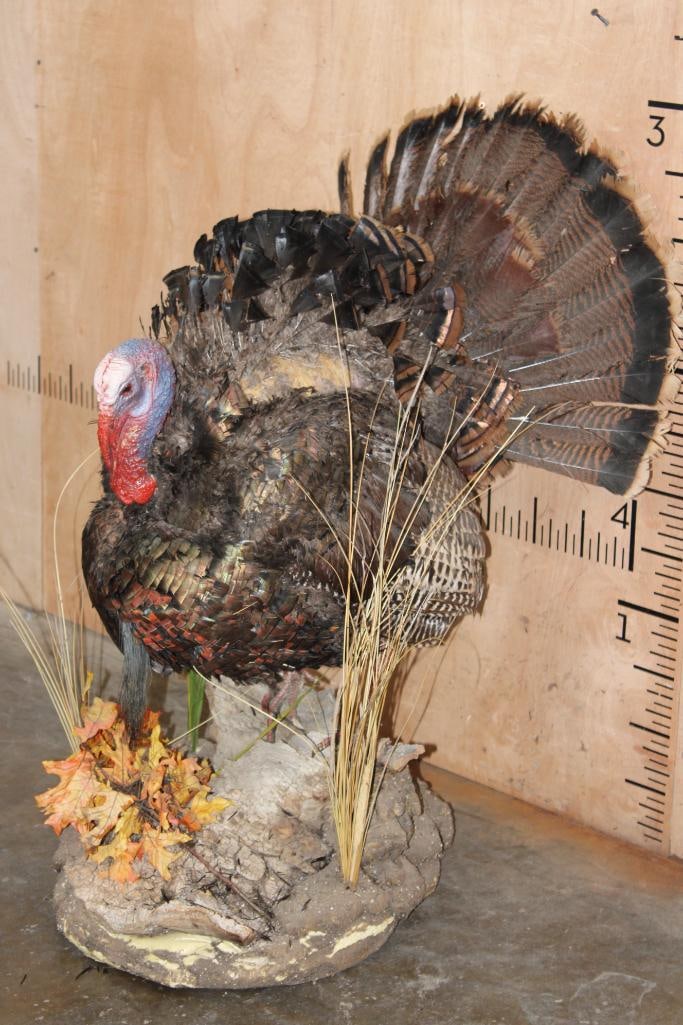 Life-sized TURKEY on a Decorative Foam Base: Older Life-sized TURKEY on a Decorative Foam Base. It has 2 bald spots. TAXIDERMY BIRDS 