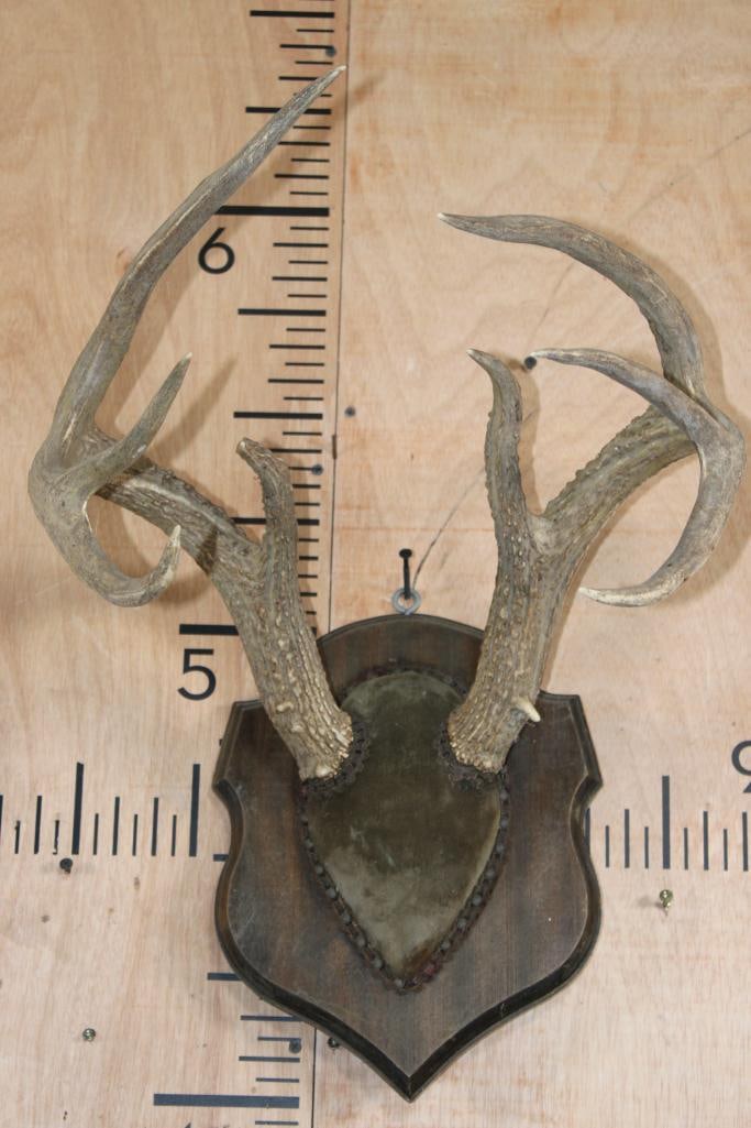 8-Point WHITETAIL DEER Rack on a Wood Plaque: 8-Point WHITETAIL DEER Rack on a Wood Plaque. It has a Tall Basket with a 16.25" Spread. TAXIDERMY SKULLS 