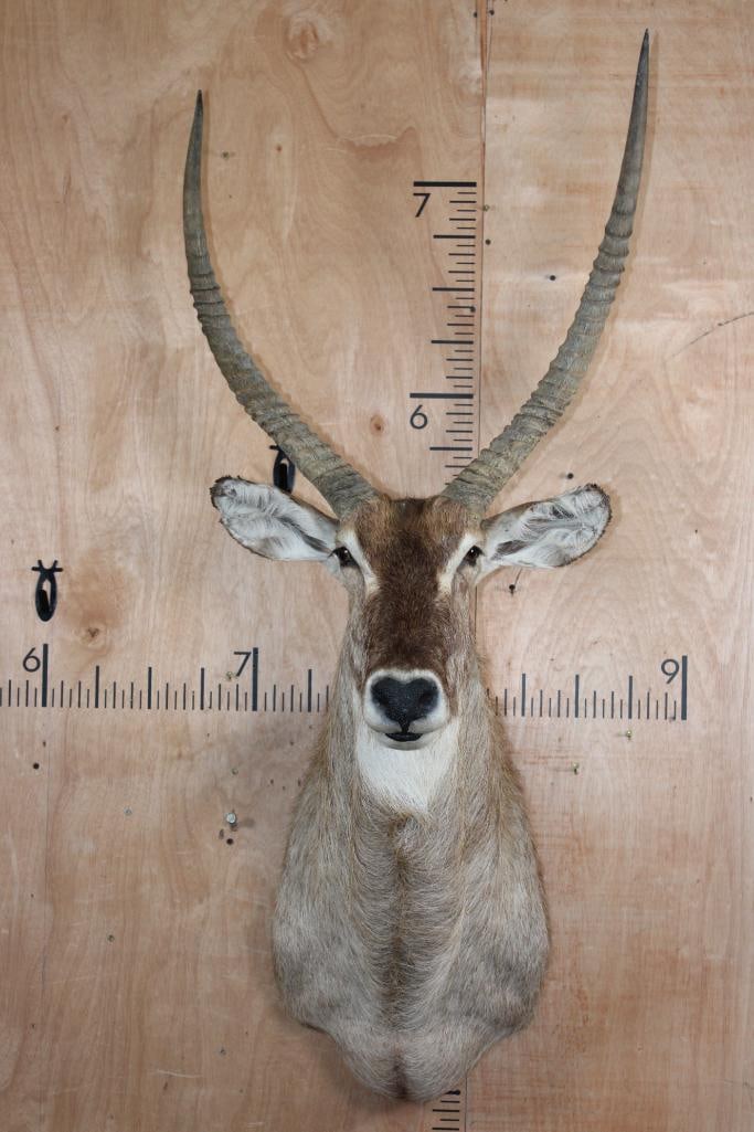 Big WATERBUCK Shoulder Mount: Big WATERBUCK Shoulder Mount. The Left Horn measures 28 1/8" Long and the Right Horn measures 28.75" Long. This is an older mount in Fair Condition. TAXIDERMY 