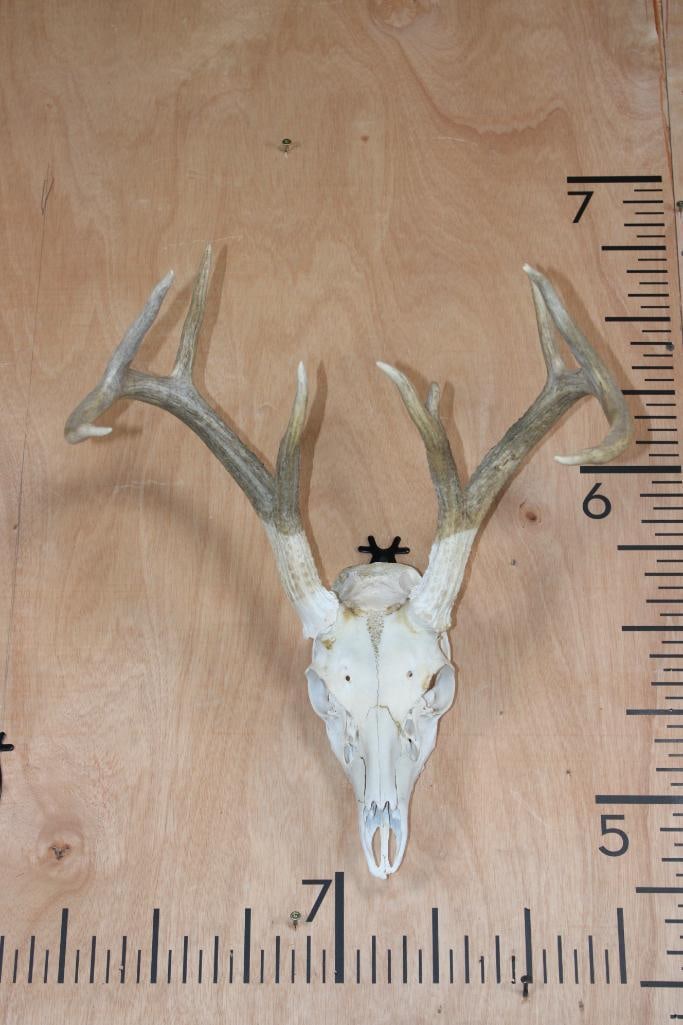 9-Point WHITETAIL DEER Skull: 9-Point WHITETAIL DEER Skull. It has a 16.75" Spread and is missing 2 teeth. TAXIDERMY SKULLS 