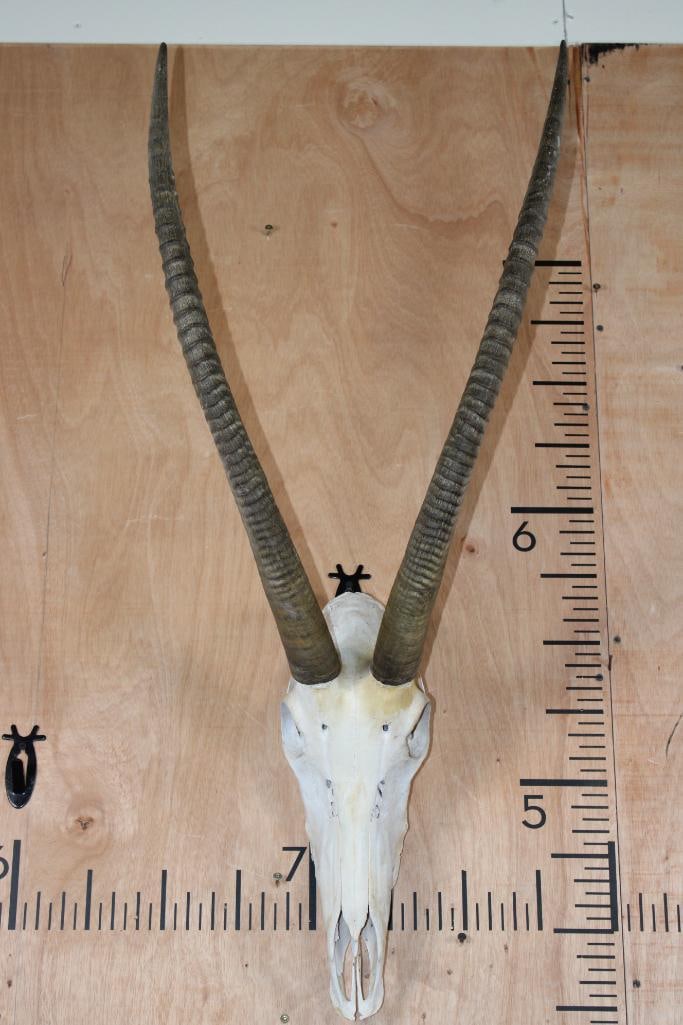SABLE Skull with Removable Horns: SABLE Skull with Removable Horns and a few teeth. The Left Horn measures 29 1/8" Long and the Right Horn measures 29" Long. TAXIDERMY SKULLS 