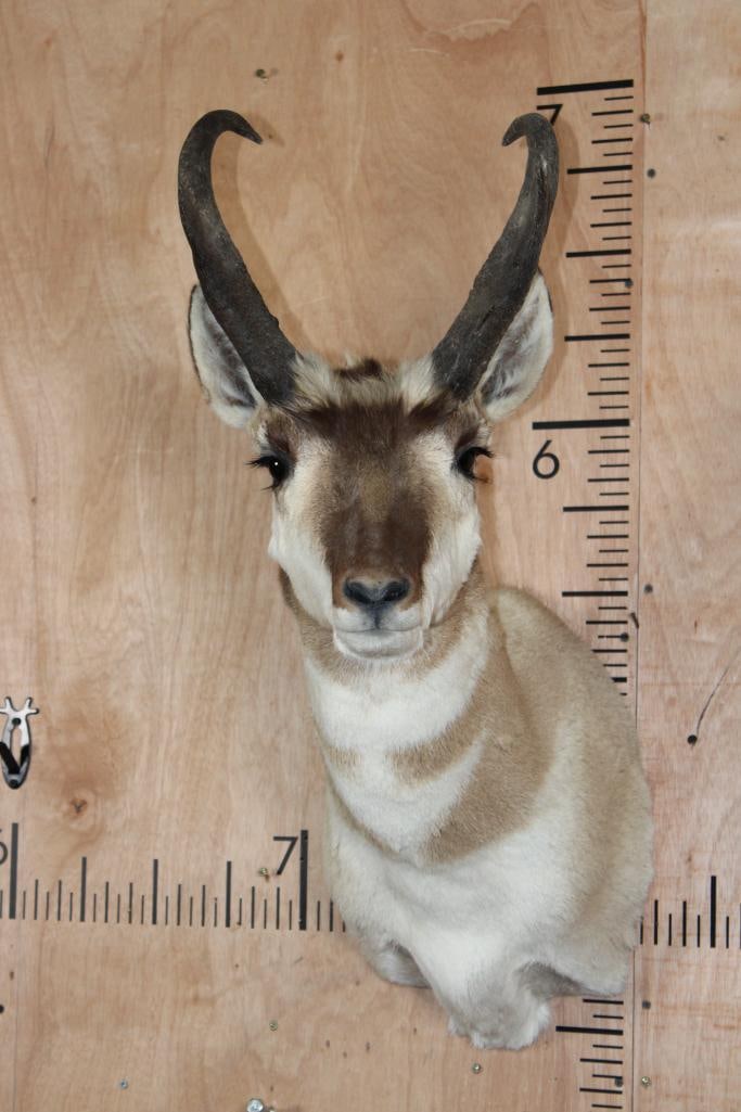 PRONGHORN Shoulder Mount: Nice and Clean PRONGHORN Shoulder Mount. It is in Good Condition. TAXIDERMY 