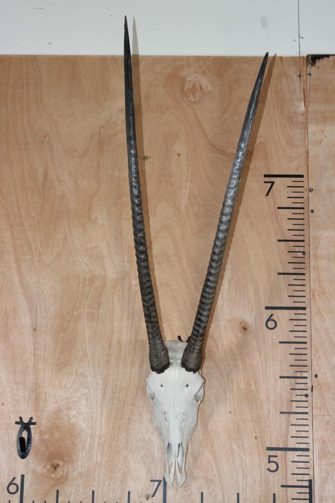 GEMSBOK Skull with All its Teeth: GEMSBOK Skull with All its Teeth. The Left Horn measures 26" Long and the Right Horn measures 28.25" Long. It has a Wire Hanger for display. TAXIDERMY SKULLS 