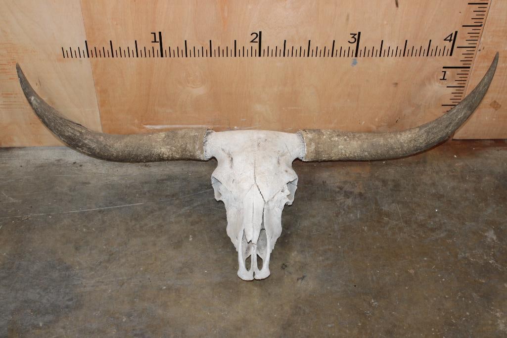 Big LONGHORN Skull with Removable Horns: Big LONGHORN Skull with Removable Horns. It has a 56" Spread and All the teeth but 2. TAXIDERMY SKULLS 