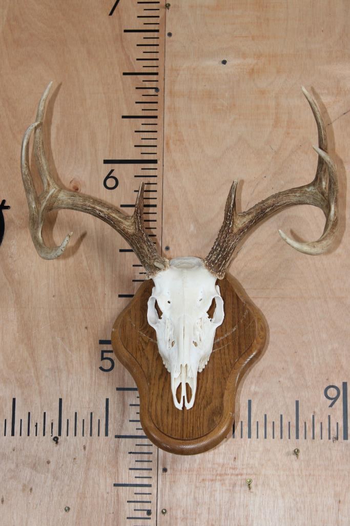 10-Point WHITETAIL DEER Skull on w Wood Wall Pedestal Plaque (1 of 7)