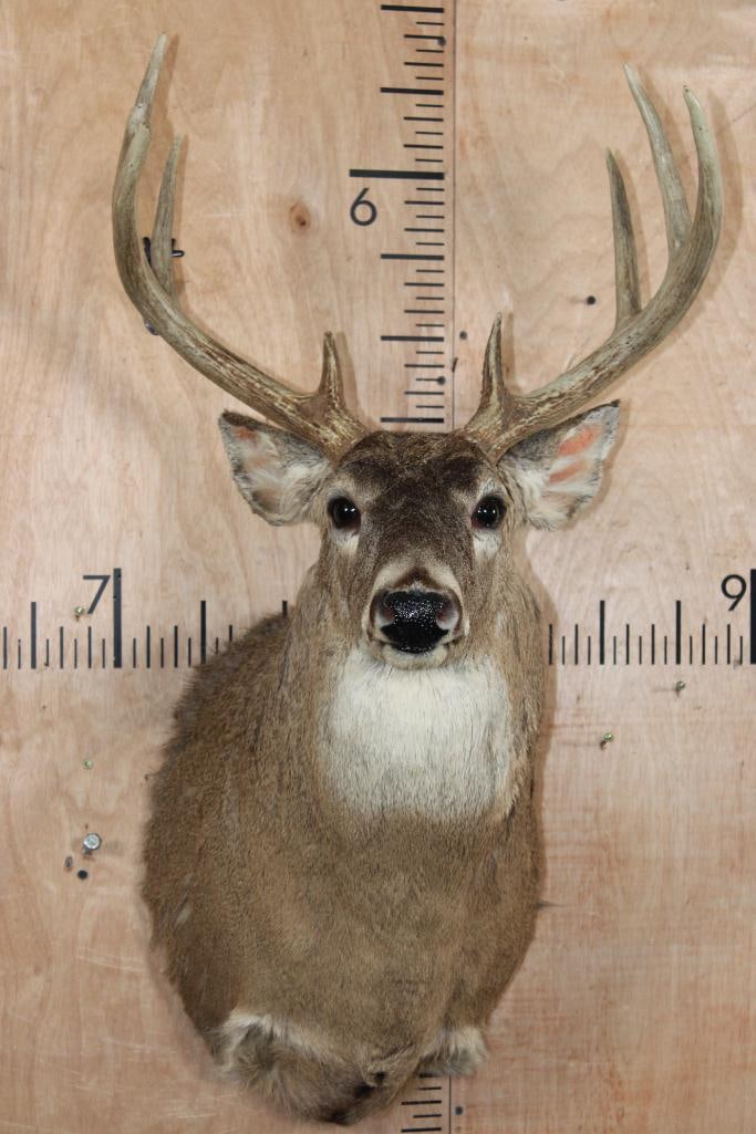 9-Point WHITETAIL DEER Shoulder Mount: 9-Point WHITETAIL DEER Shoulder Mount. It has a 19" Spread and a little dust. Otherwise, it is in Good Condition. TAXIDERMY