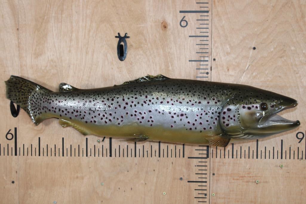 Reproduction BROWN TROUT Fish Mount (1 of 7)
