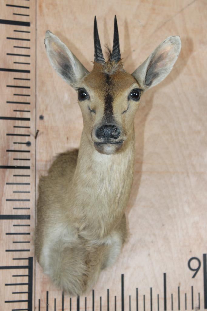 COMMON DUIKER Shoulder Mount: COMMON DUIKER Shoulder Mount. The Left Horn measures 3 5/8" Long and the Right Horn measures 3.5" Long. This is an older mount in Good Condition. TAXIDERMY 