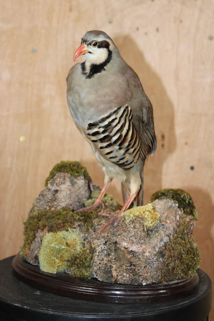 CHUKAR PARTRIDGE Bird on a Decorative Rock and Wood Base: Very Nice, Clean, and Newer Life-sized CHUKAR PARTRIDGE (Alectoris chukar) Bird Mount. It is displayed on a lovely Rock and Wood Base. The Total Mount measures 11" Long x 9" Wide x 13.5" Tall.