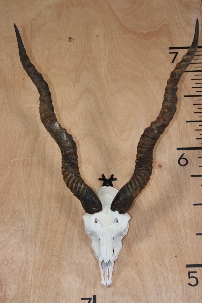 BLACKBUCK Skull with Removable Horns: BLACKBUCK Skull with Removable Horns. The Right Horn measures 24.5" and the Left Horn measures 23.75" around the spiral ridge. It has a Wire Hanger for display, it is missing most of its teeth. TAXIDE