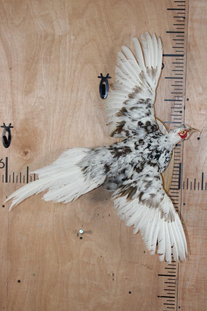Flying ALASKAN SNOW PHEASANT on a Wooden Plaque: Life-sized Flying ALASKAN SNOW PHEASANT (Phasianus colchicus) on a Wooden Plaque. This is an older mount in Fair Condition. TAXIDERMY BIRDS 