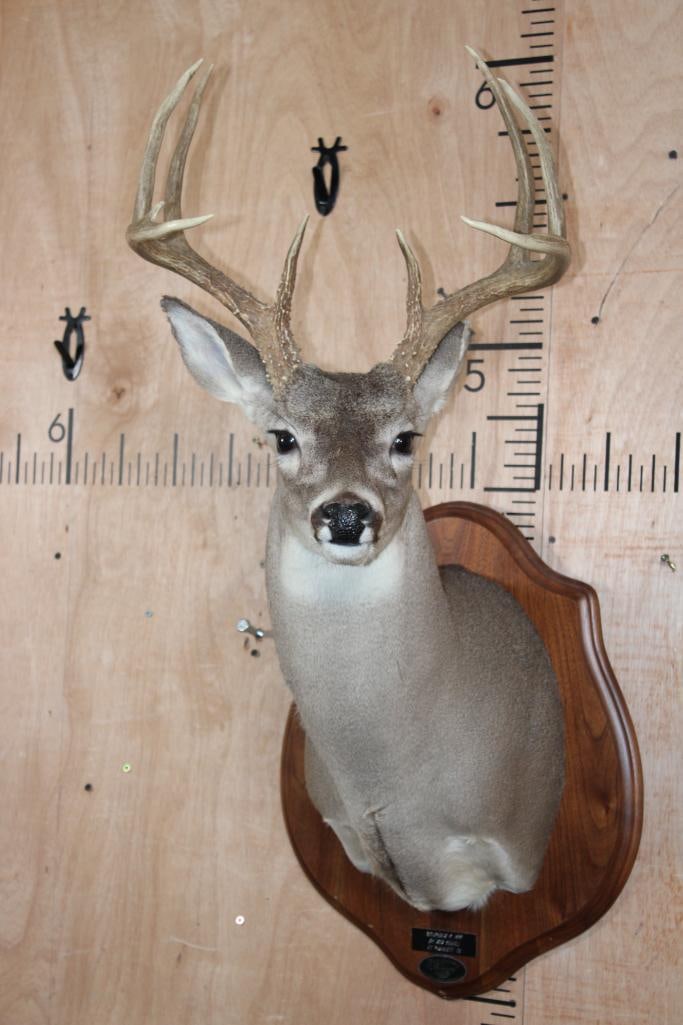 9-Point WHITETAIL DEER Shoulder Mount on a Wooden Plaque (1 of 8)