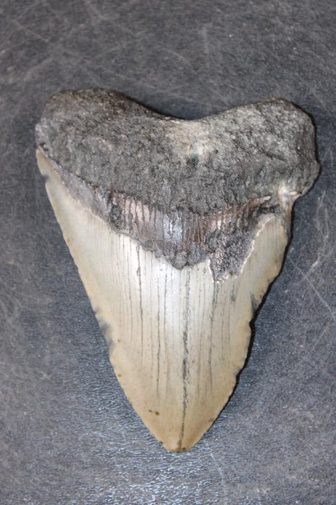 MEGALODON Shark Tooth Fossil: MEGALODON Shark Tooth Fossil. It measures 4 3/8" from the Top Corner to the Tip. The Total Weight is 6 oz. MEGALODON SHARK TEETH 