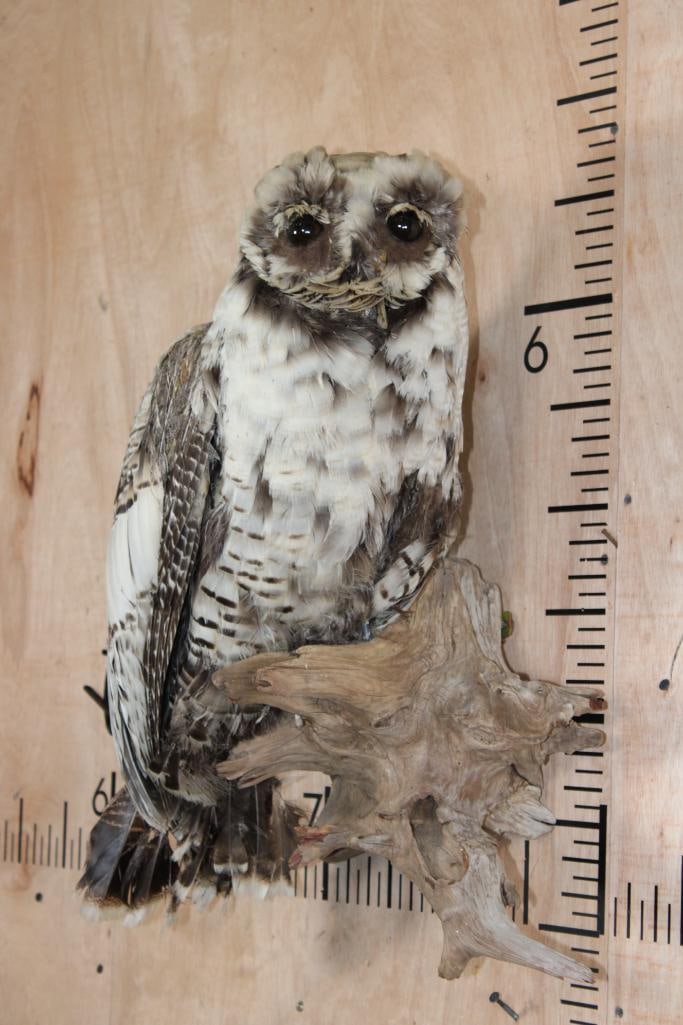 Reproduction BARRED OWL Mounted on a Driftwood Perch: Reproduction BARRED OWL Mounted on a Driftwood Perch. It measures 19" Long x 14" Wide x 21" Tall. It contains NO real owl components. It is crafted from other legal-to-sell bird feathers (e.g. chicken