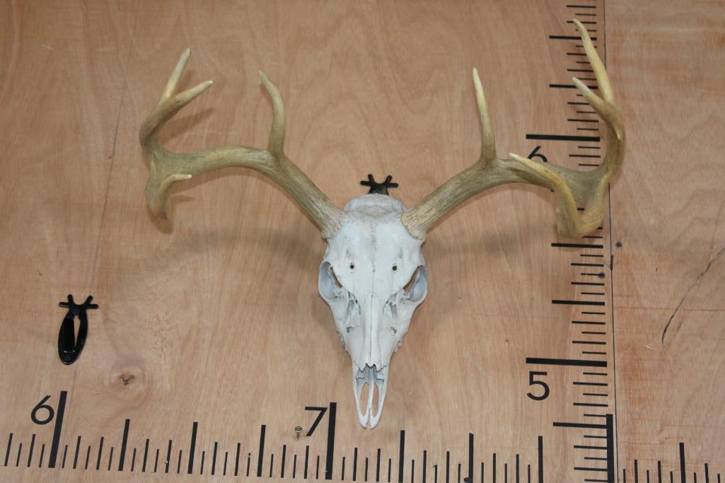 8-Point WHITETAIL DEER Skull: Respectable 8-Point WHITETAIL DEER Skull. It has a 20" Spread and a Wire Hanger for display. It is missing 2 Teeth. TAXIDERMY SKULLS 