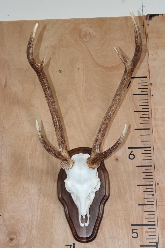 AXIS DEER Skull on a Wood Plaque (1 of 7)
