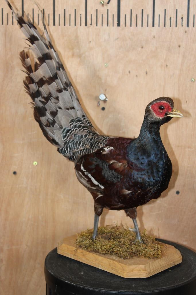 MRS. HUME'S PHEASANT Mounted on a Wood Plaque Base (1 of 8)