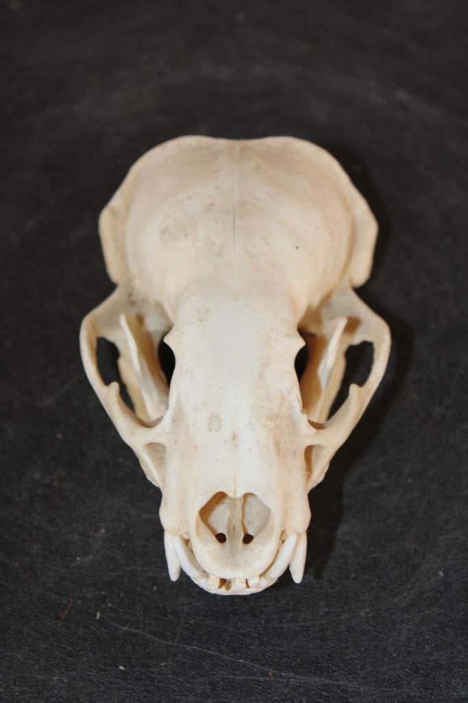 North American BADGER Skull: North American BADGER Skull. It measures 7.75" Long x 3" Wide and has All but 5 small front teeth. TAXIDERMY SKULLS 