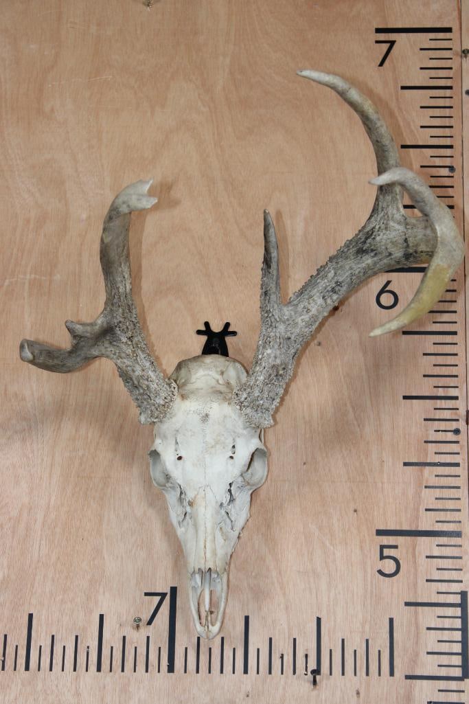 Left-Dominant Half Non-Typical 6-Point WHITETAIL DEER Skull (1 of 8)