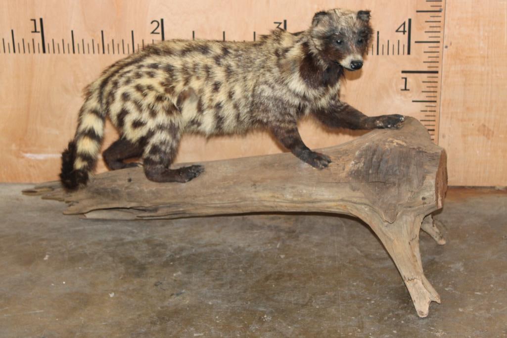 Life-sized AFRICAN CIVET CAT on a Wood Log Base: Life-sized AFRICAN CIVET CAT on a Wood Log Base. It measures 42" Long x 15" Wide x 22.5" Tall. This is an older mount in Good Condition. TAXIDERMY 