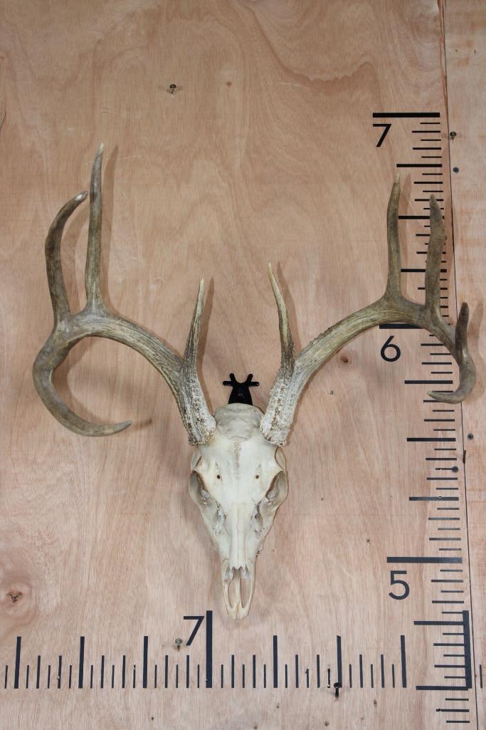 10-Point WHITETAIL DEER Skull: 10-Point WHITETAIL DEER Skull. It has a 19" Spread and is missing 1 tooth. TAXIDERMY SKULLS 