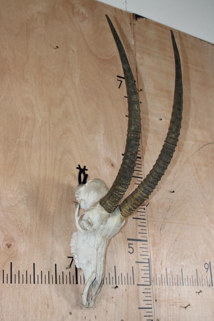 SABLE Skull: SABLE Skull with All its Teeth. The Right Horn measures 25.5" Long and the Left Horn measures 25.5" Long. TAXIDERMY SKULLS 