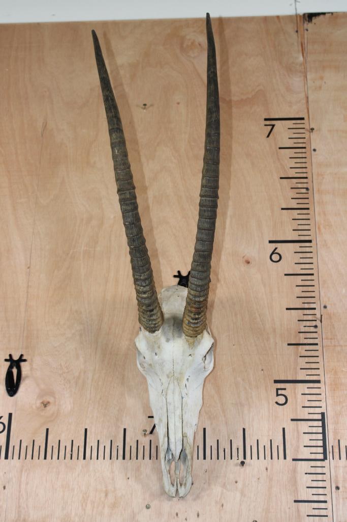 SABLE Skull - 2
