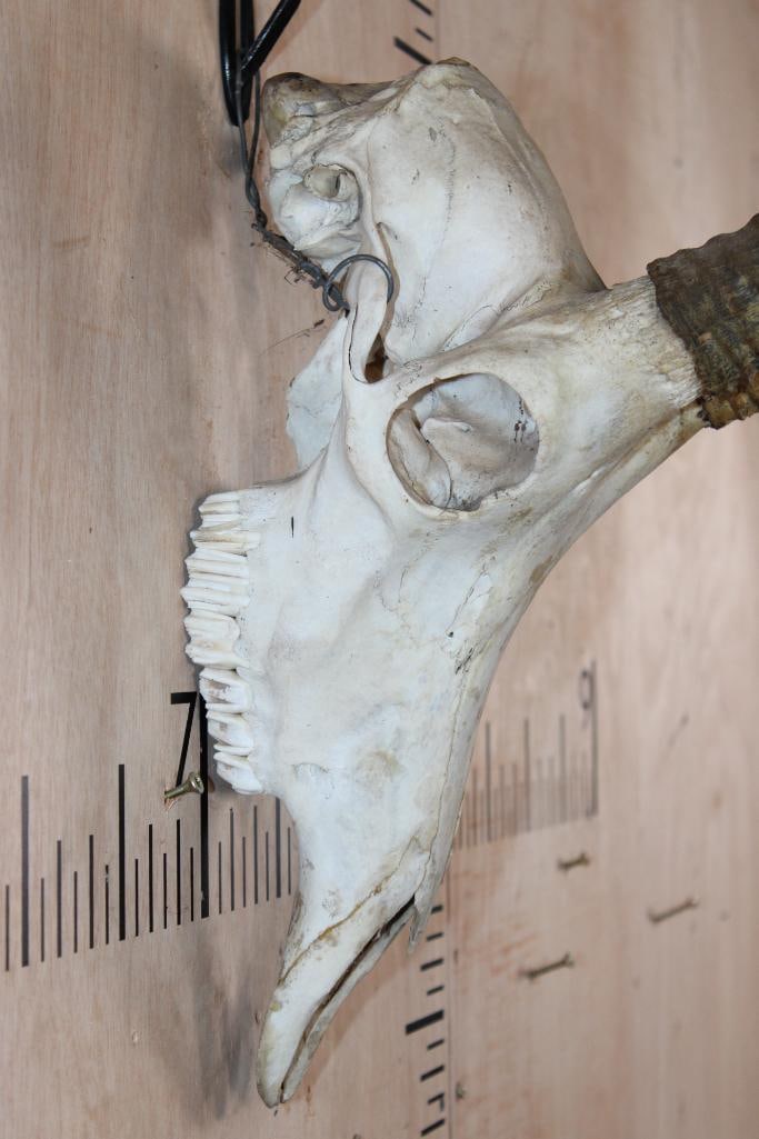 SABLE Skull - 6