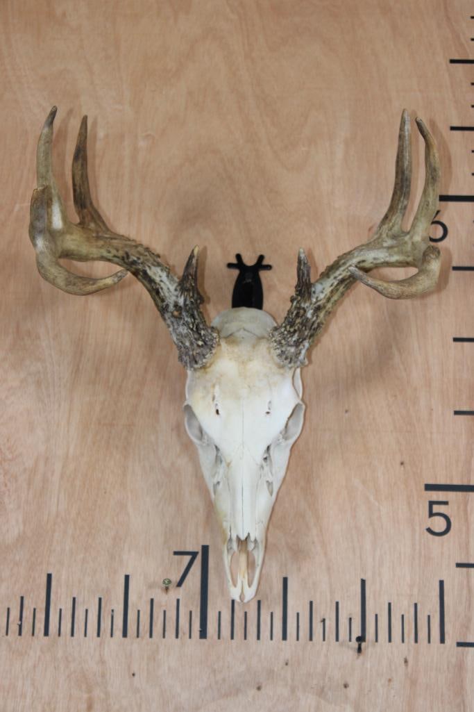 9-Point WHITETAIL DEER Skull: 9-Point WHITETAIL DEER Skull. It has a 14.75" Spread and is missing some teeth. TAXIDERMY SKULLS 