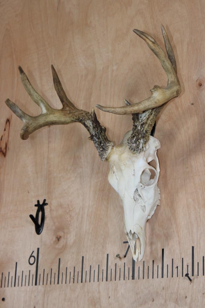 9-Point WHITETAIL DEER Skull - 2