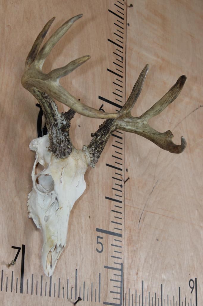 9-Point WHITETAIL DEER Skull - 3