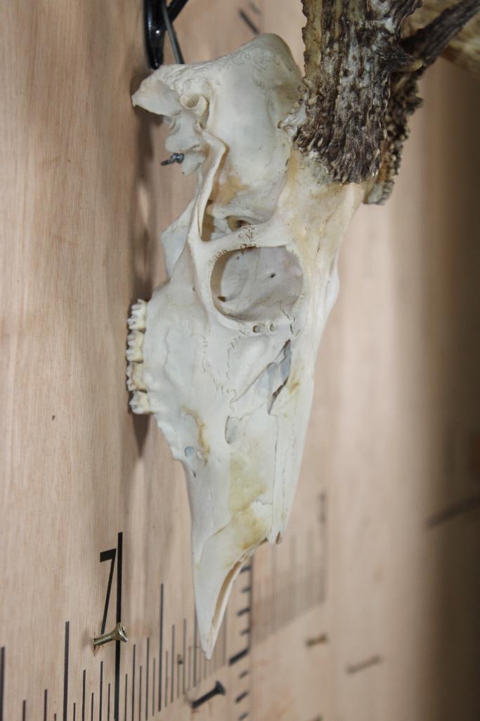 9-Point WHITETAIL DEER Skull - 4