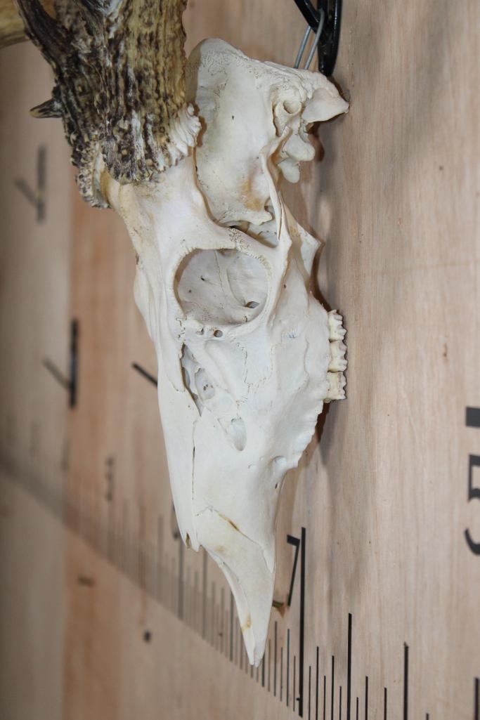 9-Point WHITETAIL DEER Skull - 6