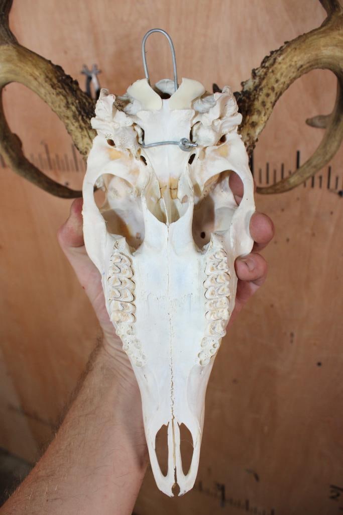 9-Point WHITETAIL DEER Skull - 7
