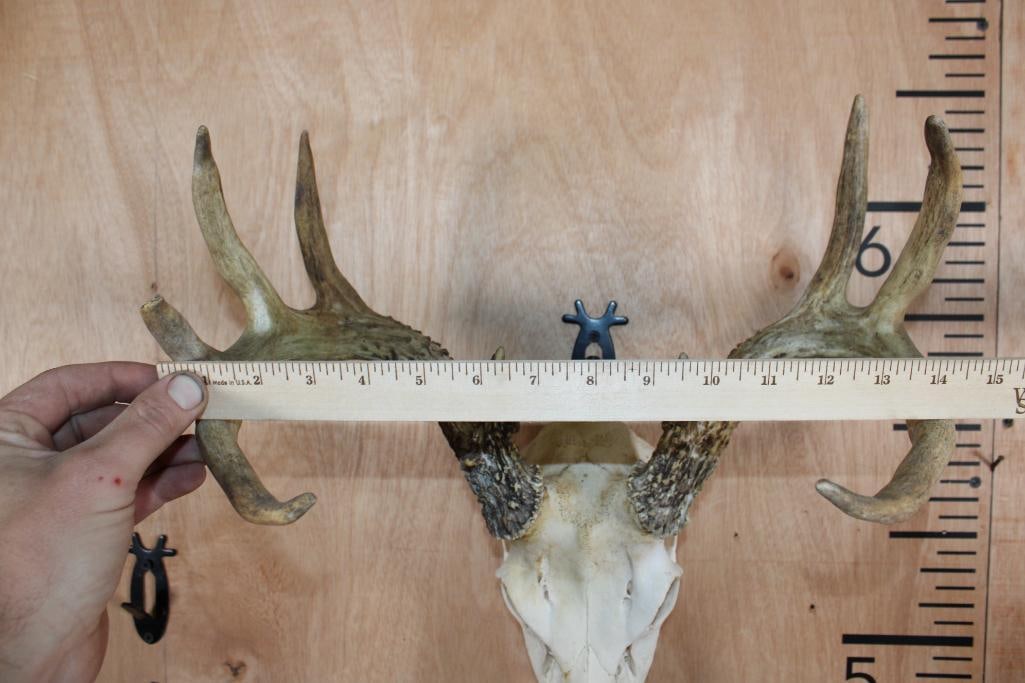 9-Point WHITETAIL DEER Skull - 8