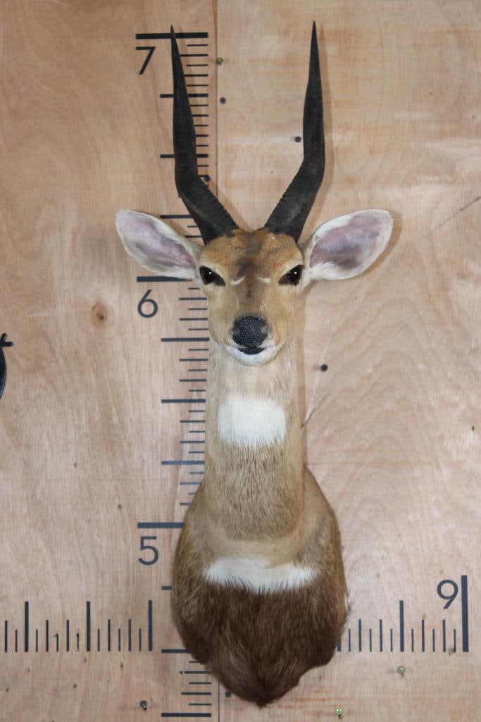 BUSHBUCK Shoulder Mount: Nice, Clean, and Newer BUSHBUCK Shoulder Mount. The Right Horn measures 12" around the spiral ridge and the Left Horn measures 12.25" around the spiral ridge. It is in Good Condition. TAXIDERMY 