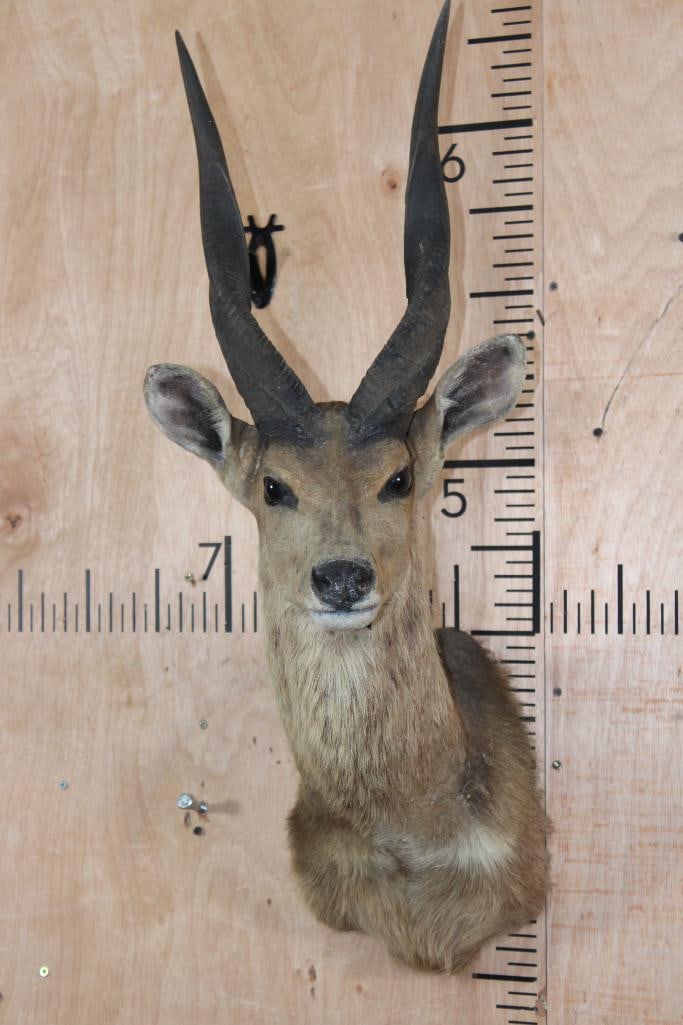 XL BUSHBUCK Shoulder Mount: XL BUSHBUCK Shoulder Mount. This is an older mount, a little dusty, in Fair Condition. TAXIDERMY 