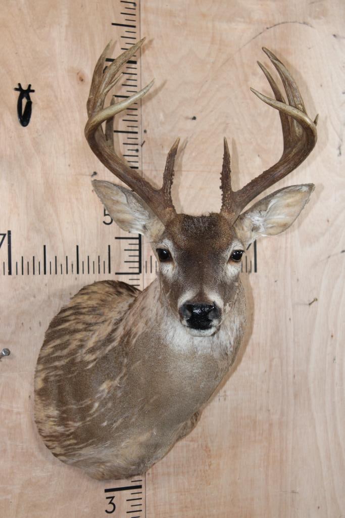 14-Point WHITETAIL DEER Shoulder Mount: 14-Point WHITETAIL DEER Shoulder Mount with a 17.5" Spread. This mount is in rough condition. It could be used for the taxidermy form or antlers. TAXIDERMY 