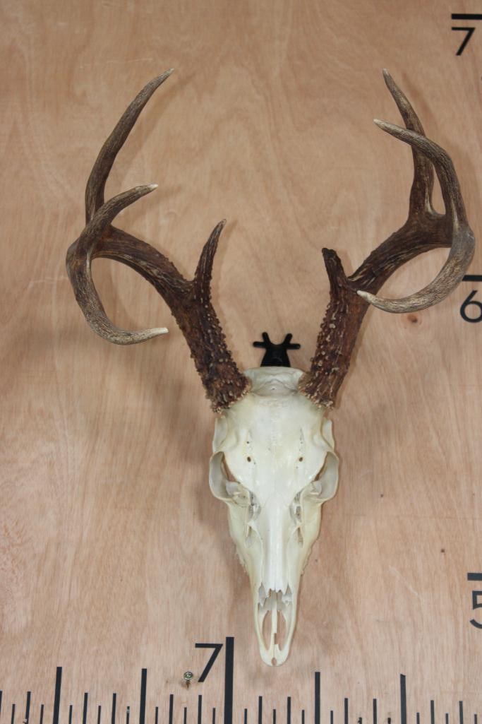 8-Point WHITETAIL DEER Skull (1 of 8)
