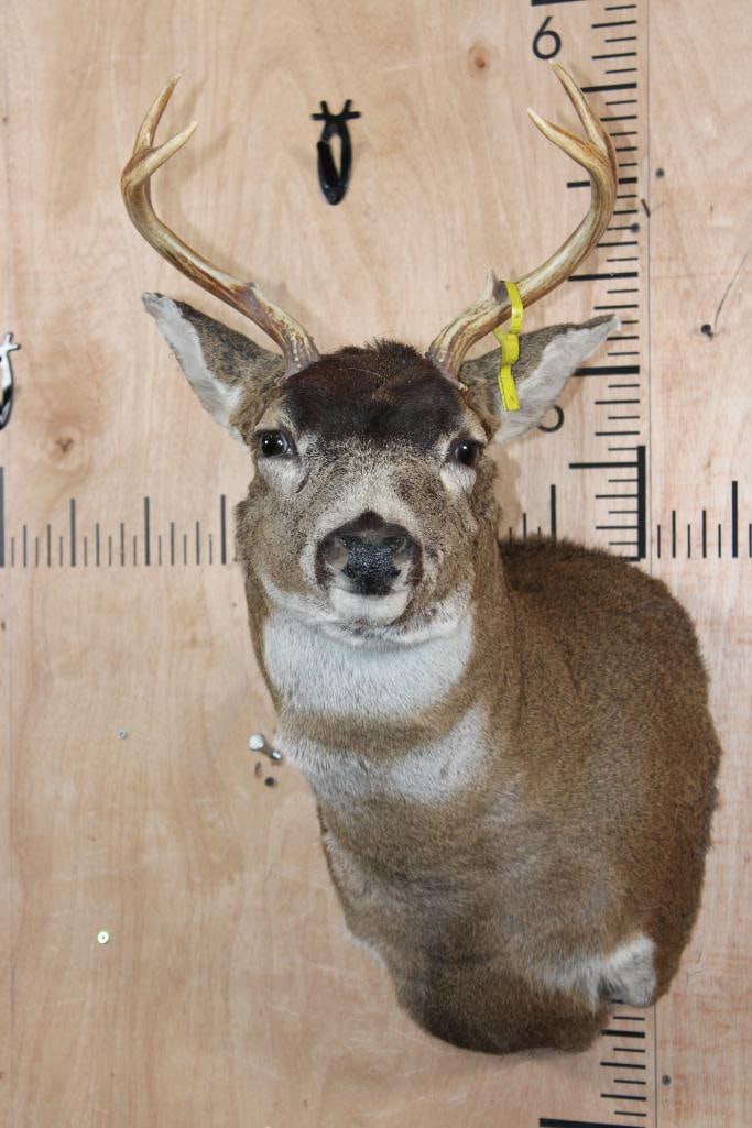 4-Point BLACK-TAILED DEER Shoulder Mount: 4-Point BLACK-TAILED DEER Shoulder Mount with a 13.25" Spread. TAXIDERMY 