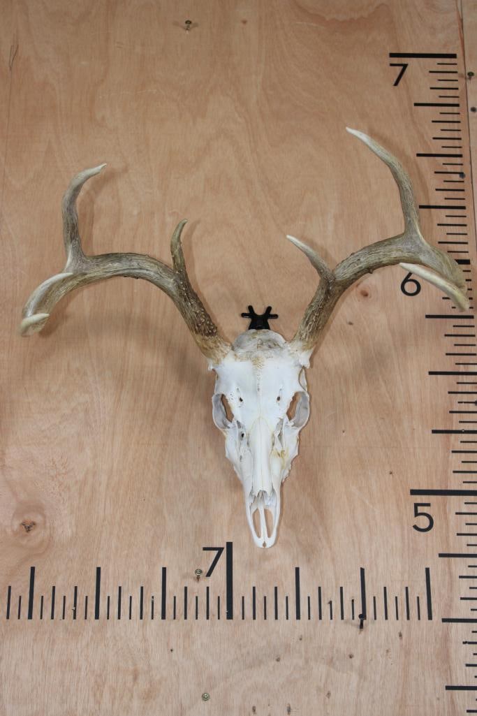 7-Point WHITETAIL DEER Skull: 7-Point WHITETAIL DEER Skull. It has a 18" Spread and is missing some teeth. TAXIDERMY SKULLS 