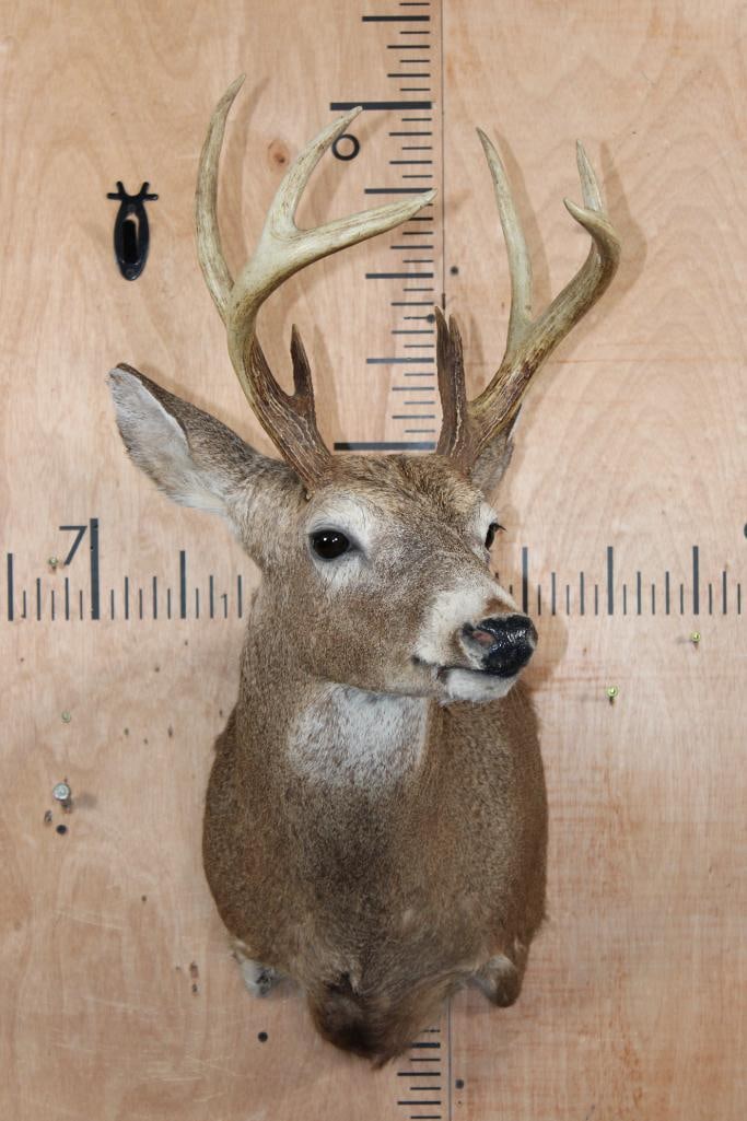 Small 9-Point WHITETAIL DEER Shoulder Mount: Small 9-Point WHITETAIL DEER Shoulder Mount. It has a 10.75" Spread. There is a bald spot on the right shoulder, otherwise it is in Good Condition. TAXIDERMY 
