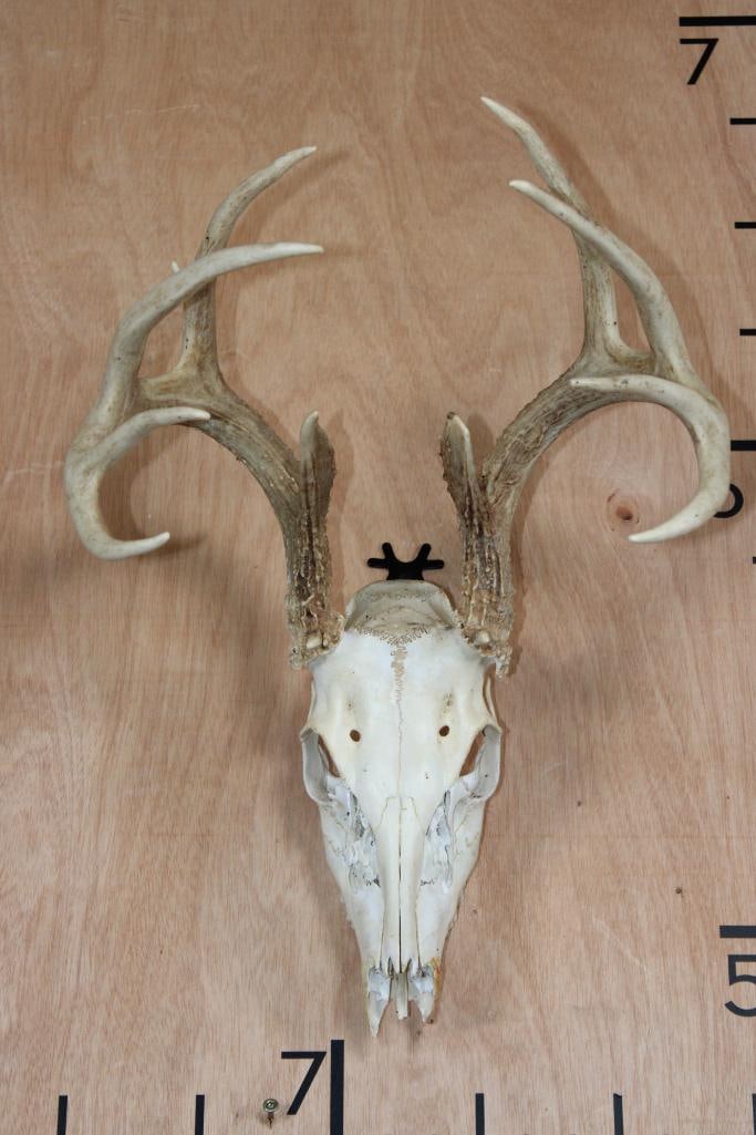 10-Point WHITETAIL DEER Skull: 10-Point WHITETAIL DEER Skull. It has All its Teeth and a 13.5" Spread. TAXIDERMY SKULLS 