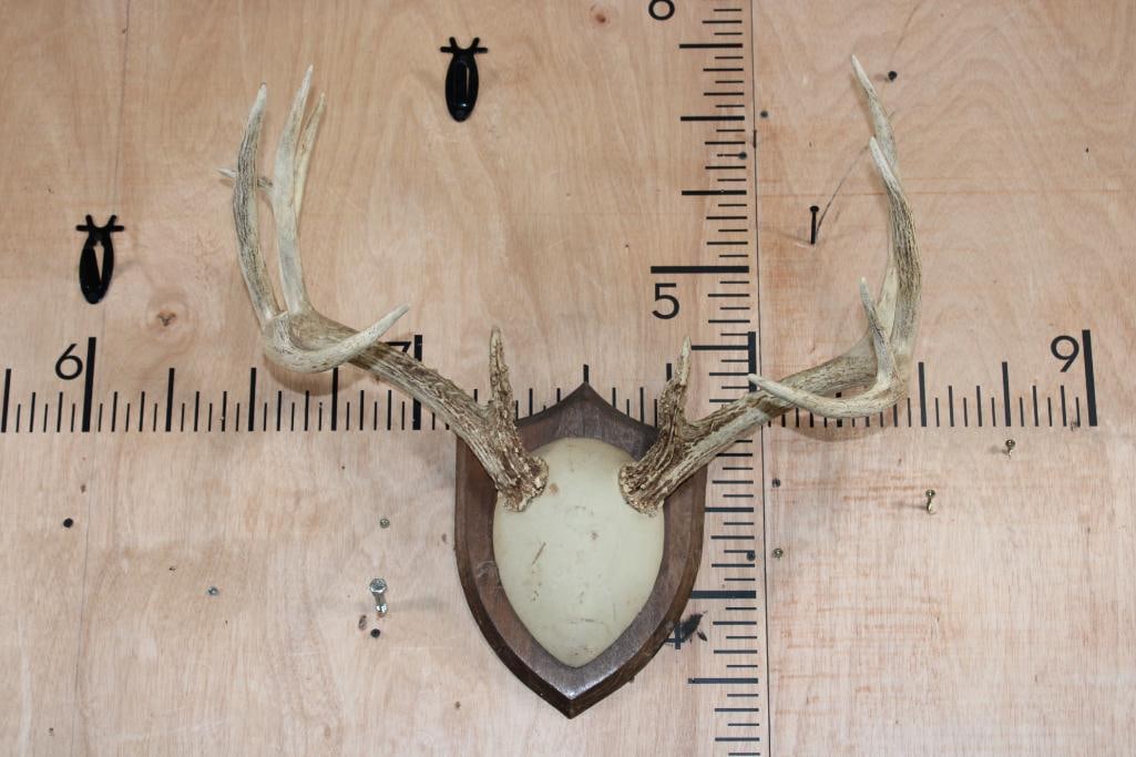 12-Point WHITETAIL DEER Rack on a Wooden Plaque (1 of 5)