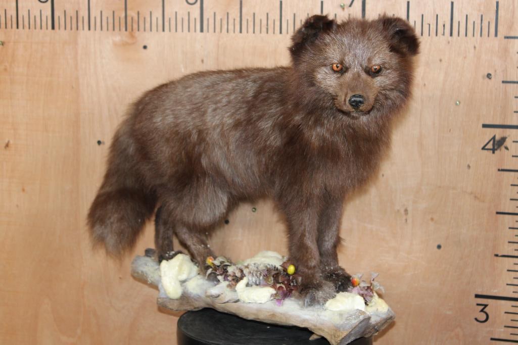 Life-sized ARCTIC FOX in its Full Summer Coat on a Decorative Base: Nice Life-sized ARCTIC FOX in its Full Summer Coat. It is mounted on a Decorative Log and Plant Base and measures 25" Long x 11" Wide x 20" Tall. This fox is native to Siberia. It is a Nice and Clean