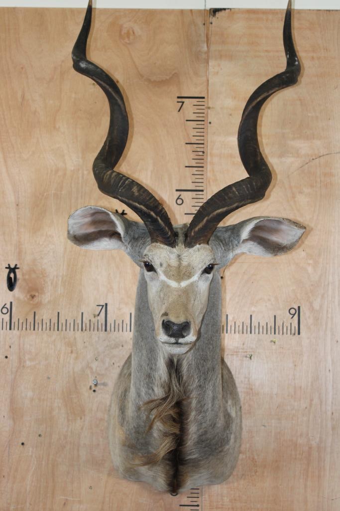 KUDU Shoulder Mount with Removable Horns (1 of 8)