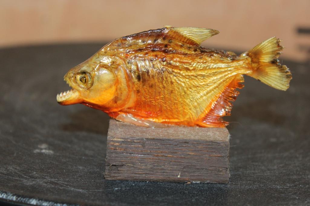 *Real Skin* Baby PIRANHA Fish Mounted on a Wood Stand (1 of 4)