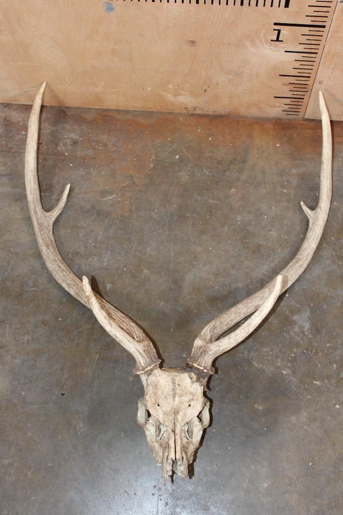 AXIS DEER Skull: Older AXIS DEER Skull. It has a 24.75" Spread and is missing 4 teeth. TAXIDERMY SKULLS 