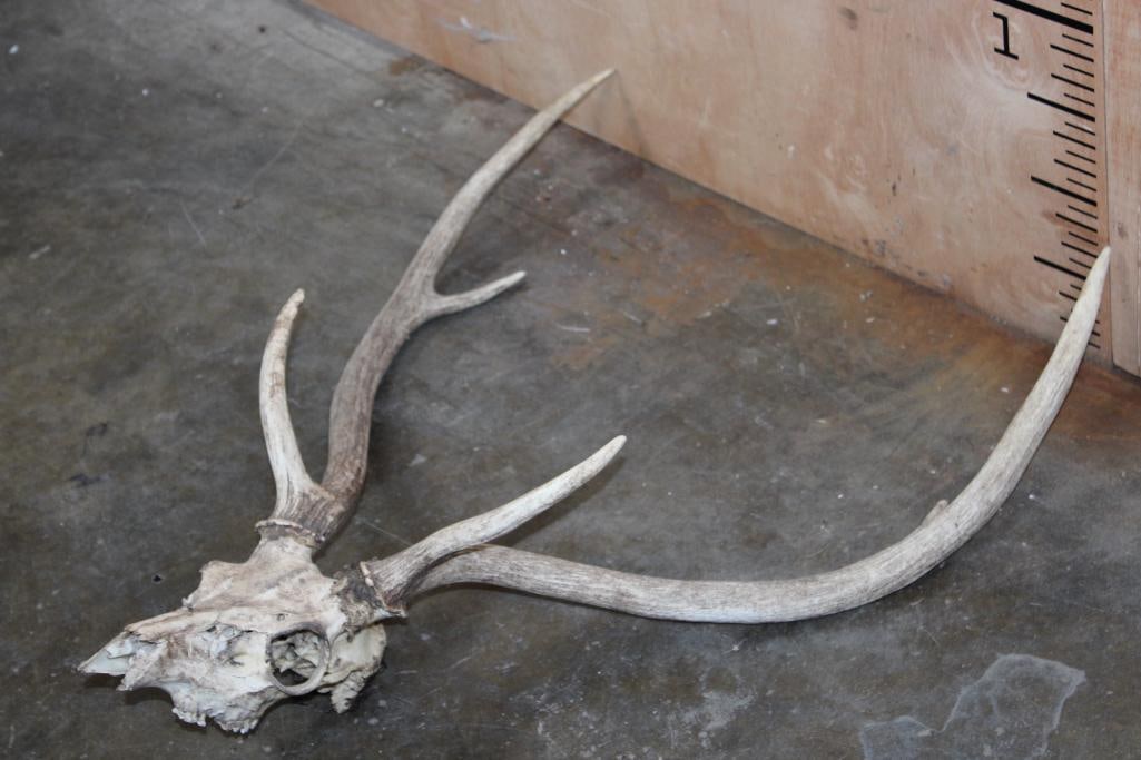 AXIS DEER Skull - 2