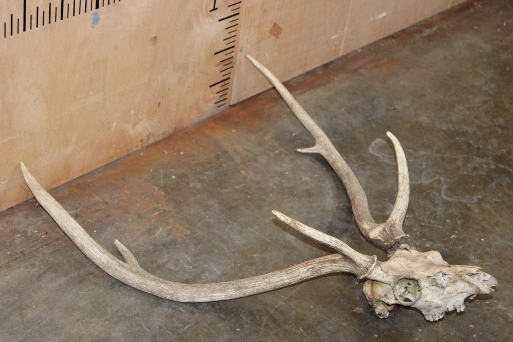 AXIS DEER Skull - 3